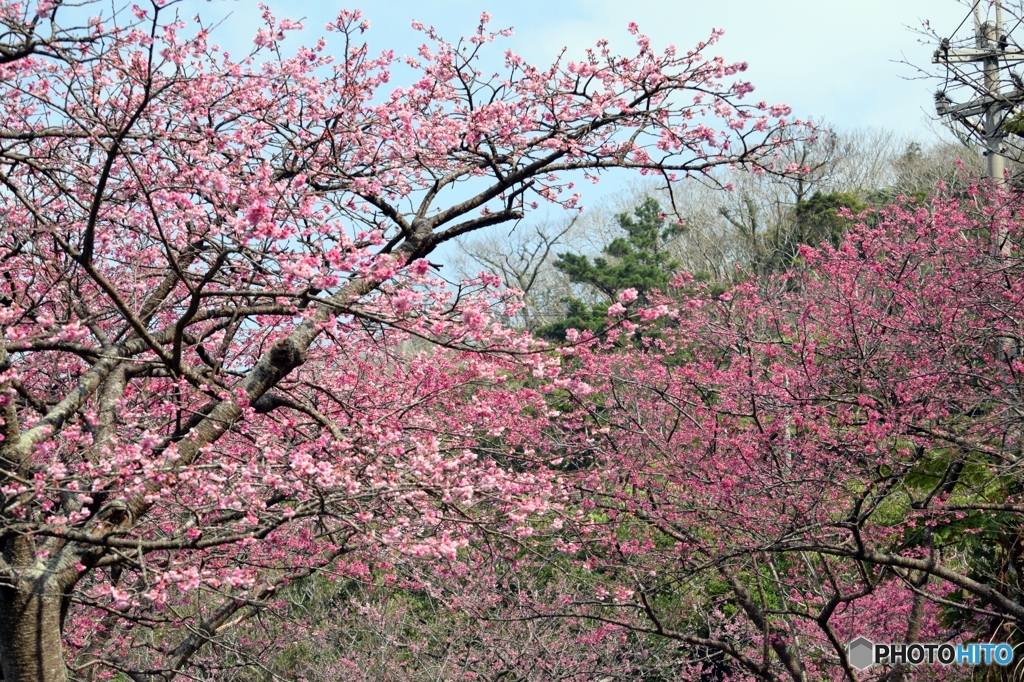 八重岳　桜　