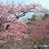 八重岳　桜　