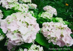 紫陽花