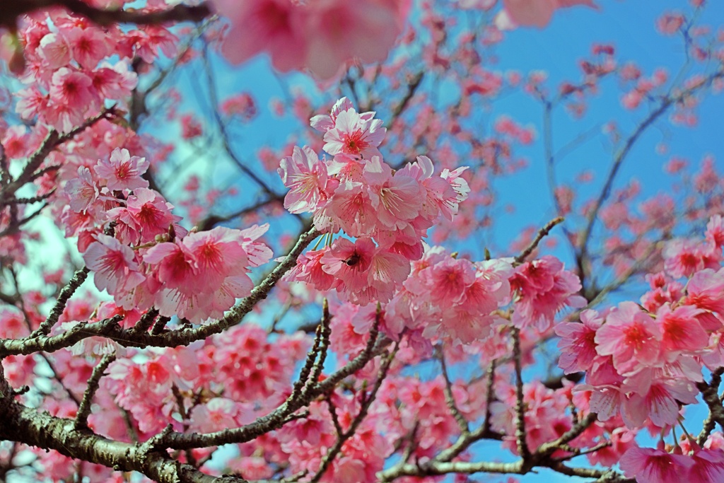 八重岳の桜　4　2021