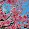 八重岳の桜　4　2021