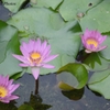 蓮の花