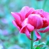 チューリップ