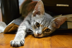 猫　セクシーショット？