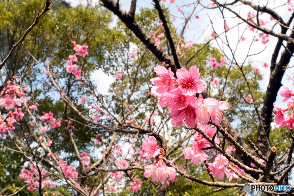 八重岳　桜