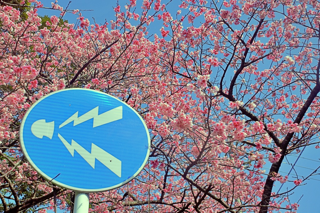 八重岳の桜　3　2021