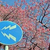 八重岳の桜　3　2021