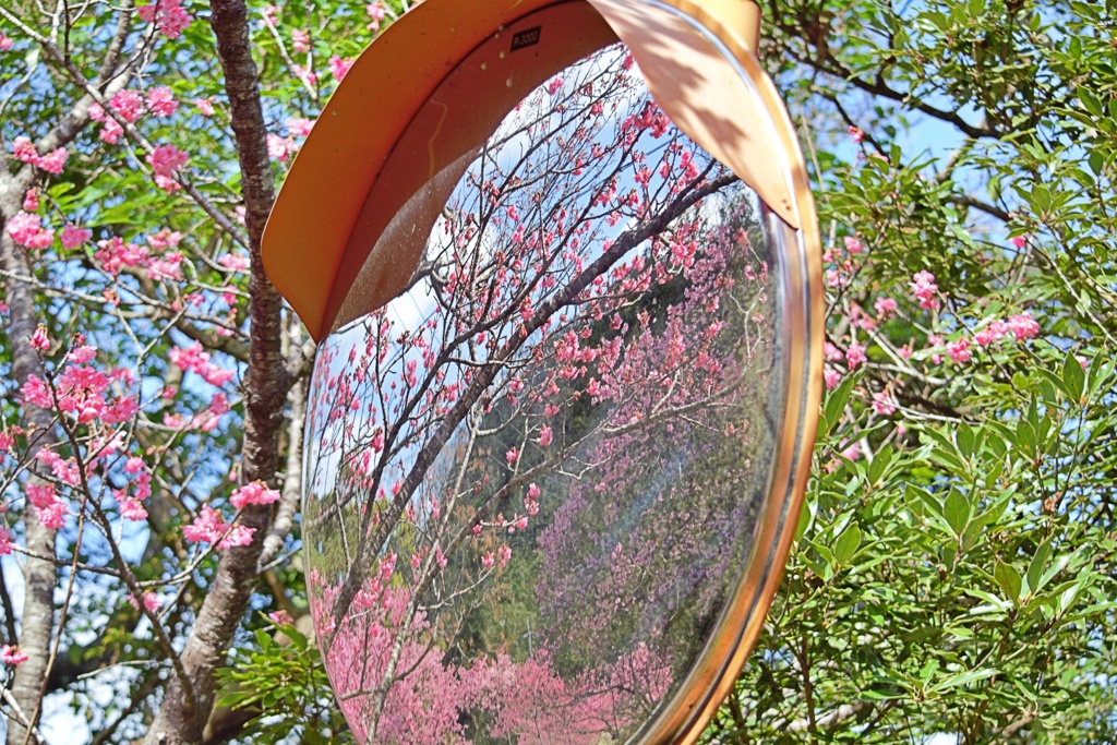 八重岳の桜　2　2021