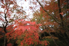 昭和記念公園 紅葉 ②