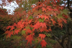 昭和記念公園 紅葉 ③