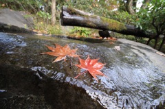 昭和記念公園 紅葉 ④