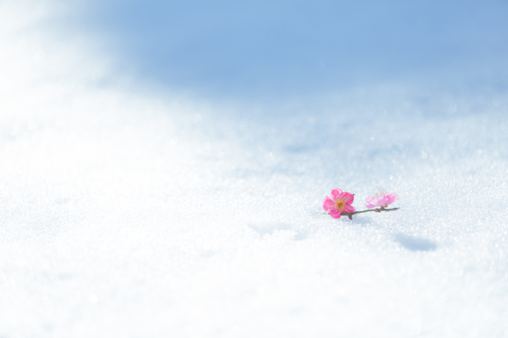 白雪姫