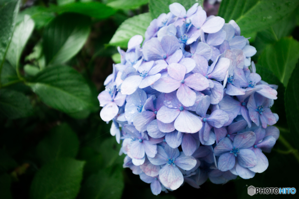 紫陽花