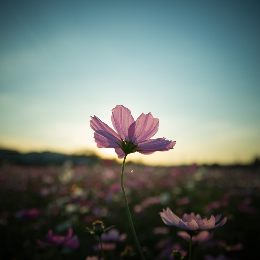 夕暮れ