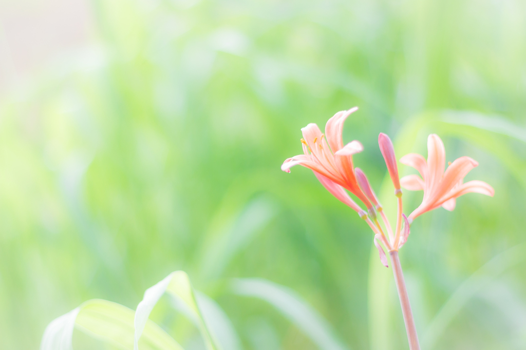 花には詳しくありませんが