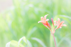 花には詳しくありませんが
