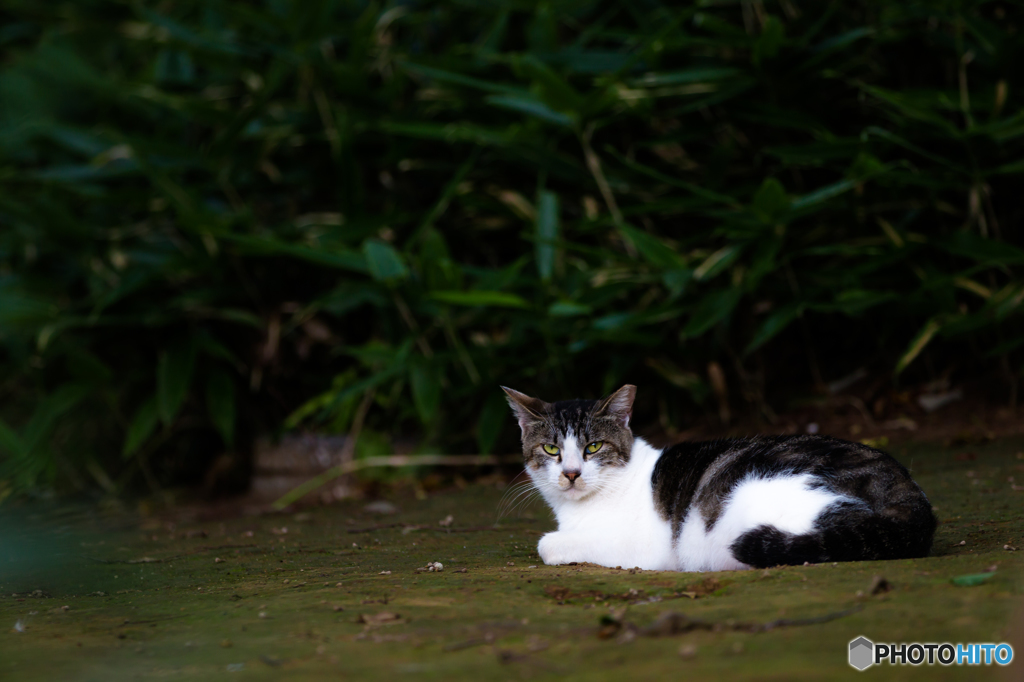 公園の猫