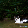 公園の猫