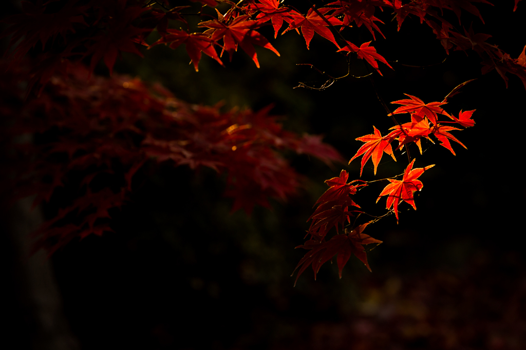 晩秋
