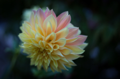 dahlia