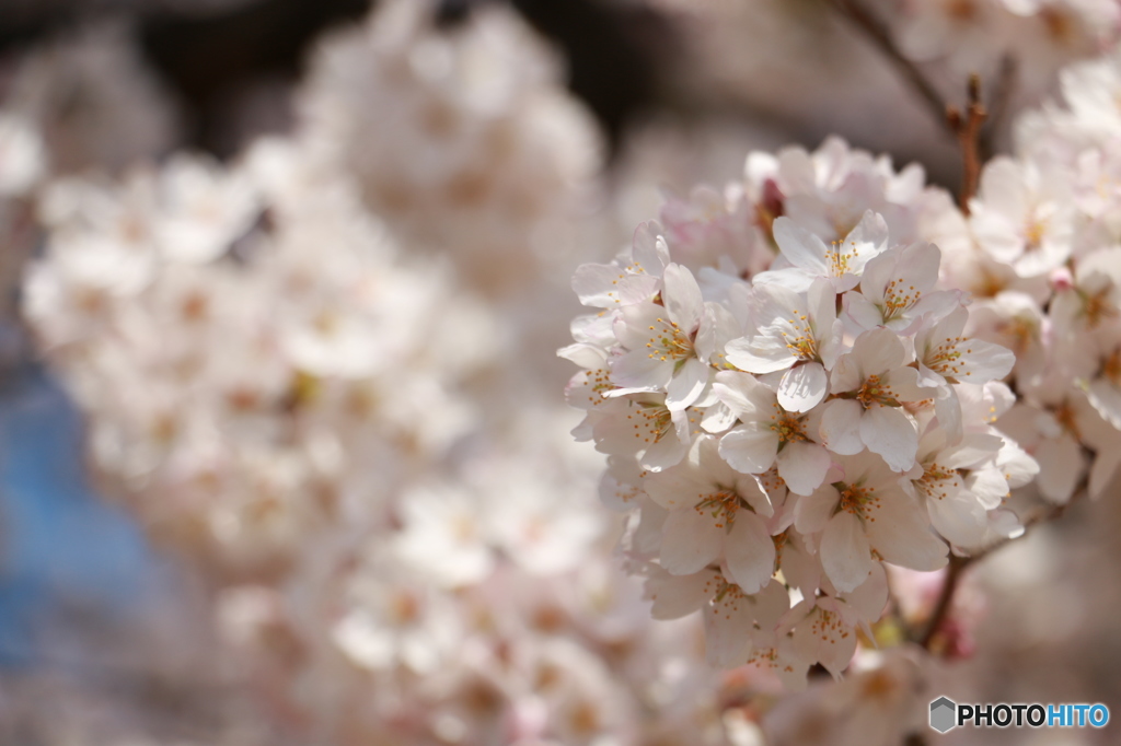 桜の花