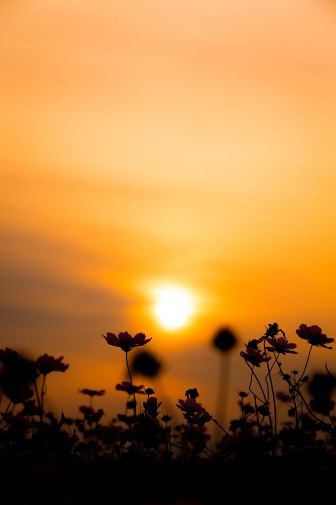 夕暮れ