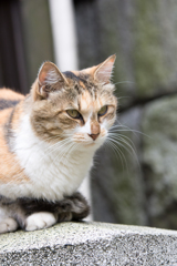 江ノ島の猫