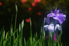 薬師池の花ショウブ