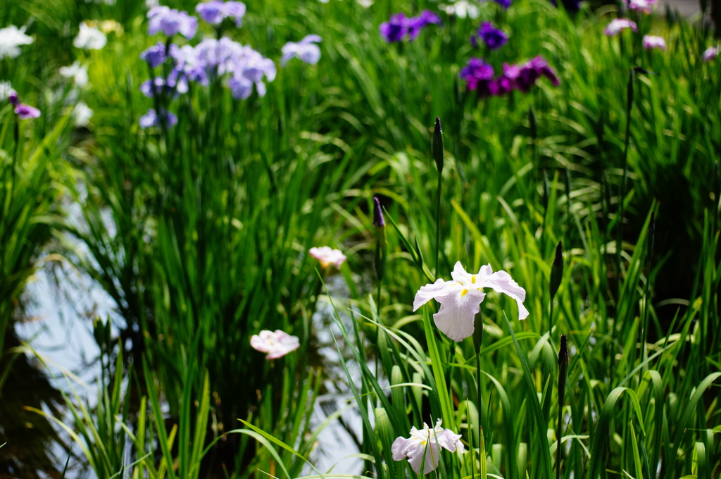 薬師池の花ショウブ