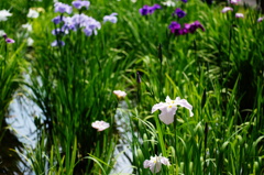 薬師池の花ショウブ