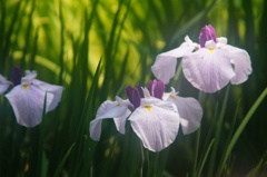 薬師池の花ショウブ