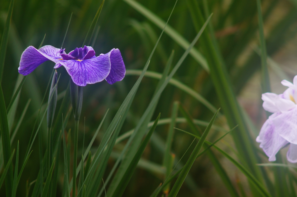 薬師池の花ショウブ