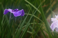 薬師池の花ショウブ