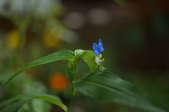 梅雨の合間の、ひと休み