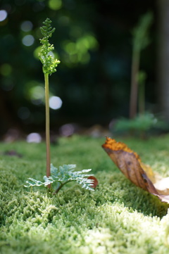 枯葉もビックリ冬の花蕨