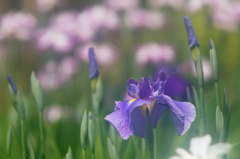 薬師池の花ショウブ