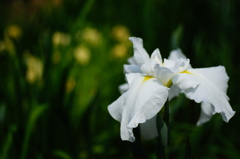 薬師池の花ショウブ