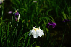 薬師池の花ショウブ