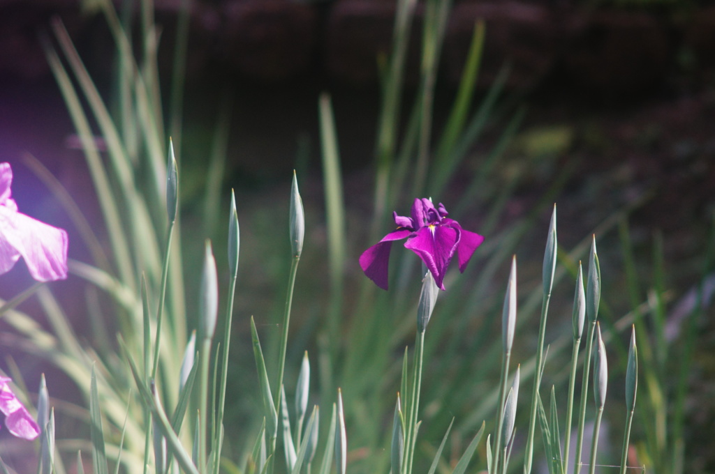 薬師池の花ショウブ
