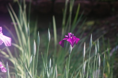 薬師池の花ショウブ