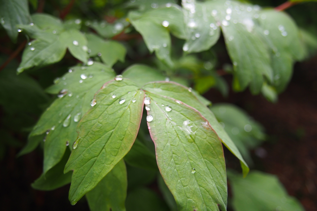 雨上がり