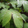 雨上がり