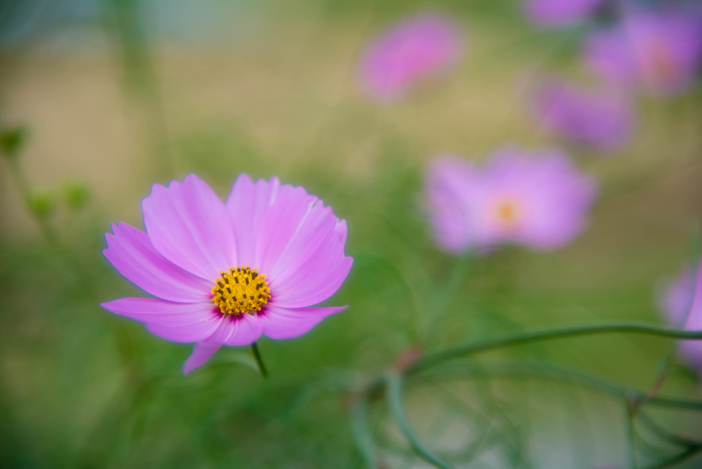 秋桜