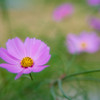 秋桜