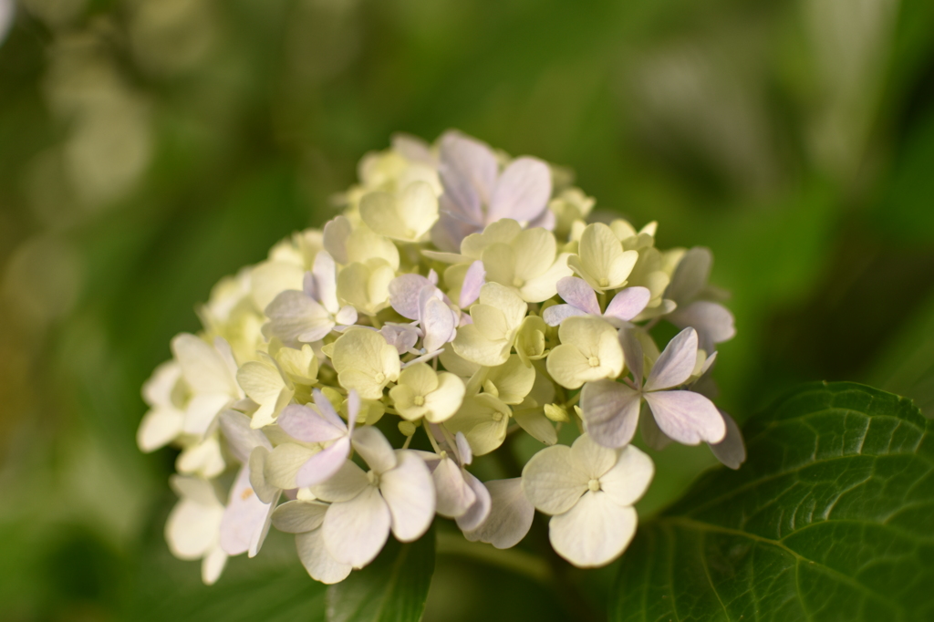 紫陽花