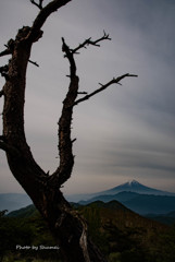 枯れ木と富士