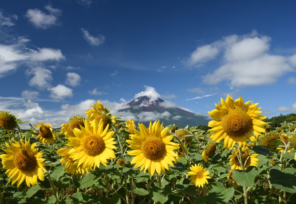 夏の富士と夏の花