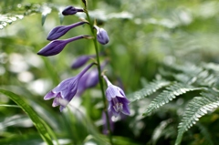 霧降高原に咲く花