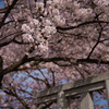 春の訪れ