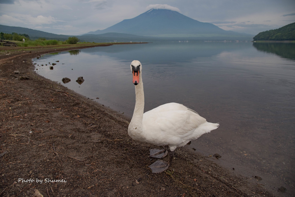 白鳥ですが、何か?